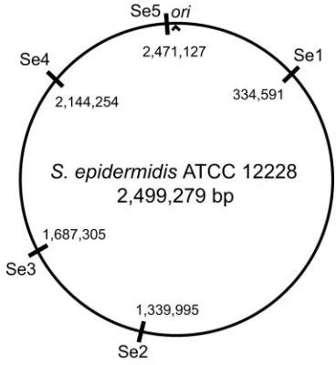 TABLE 1. Attributes of variable-number tandem repeat loci used for typing of S. epidermidis isolates