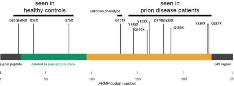 Figure 4. Effects of truncating variants in the human prion protein are position-dependent Truncating variants reported in prion disease cases in the literature (Table S2) and in our  cohorts (Table S1) cluster exclusively in the C-terminal region (residue