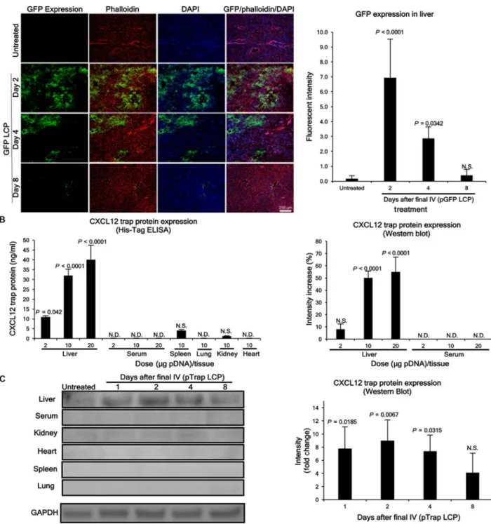 Fig. 2. Transient liver-specific expression of pGFP and engineered pTrap