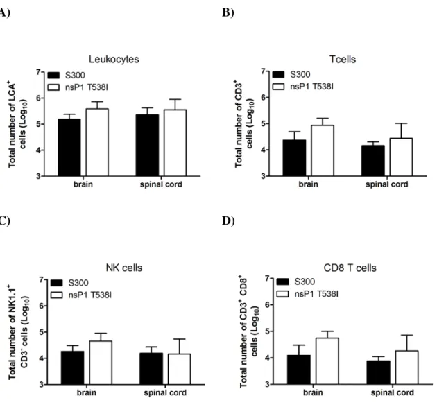 Figure 3.1:  There is no difference in CNS inflammatory infiltrate after S300 or nsP1  T538I infection