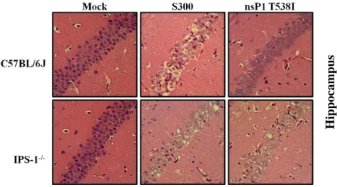 Figure 2.6: Increased quantity and distribution of viral RNA and neuronal damage in  IPS-1 -/-   mice infected with S300 and nsP1 T538I as compared with C57BL/6 mice  infected with nsP1 T538I