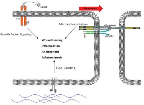 Figure 1.1: ECs integrate diverse environmental signals from multiple cell- cell-surface receptors 