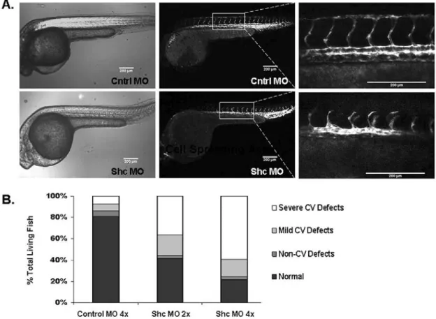 Figure 2.1: Shc is required for intersegmental vessel sprouting  angiogenesis in zebrafish 