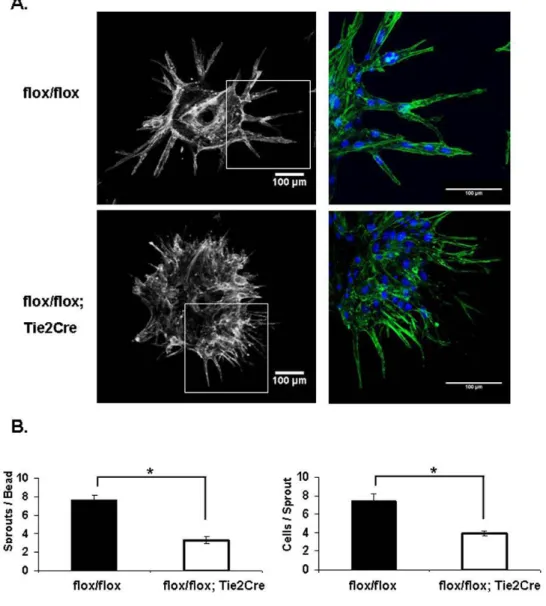 Figure 2.3: Endothelial Shc is required for tube assembly &amp; sprouting in  vitro 
