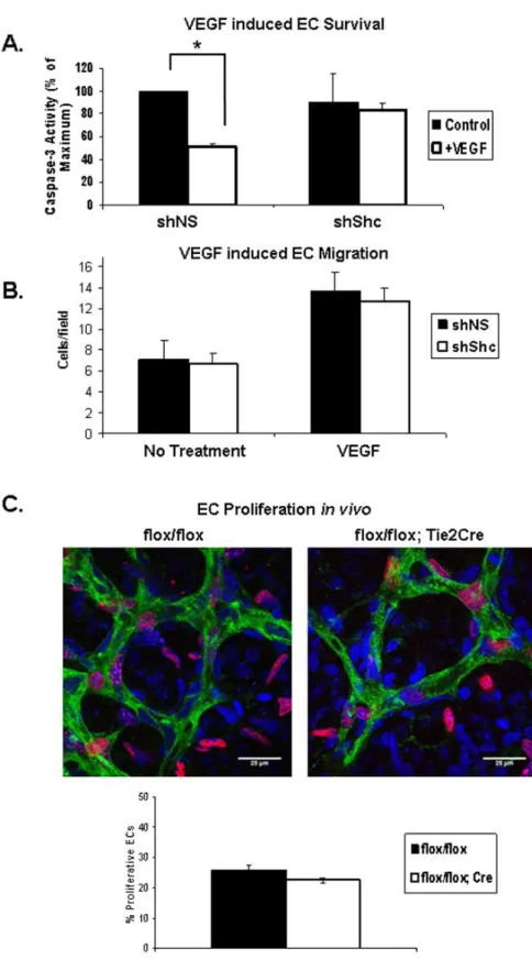 Figure 2.5: Shc is required for VEGF-induced EC survival but not migration  toward VEGF or proliferation  