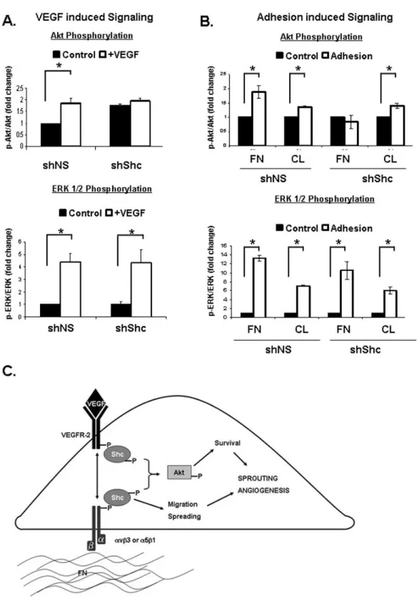 Figure 2.7: Shc is required for specific signal transduction pathways  downstream of integrins &amp; VEGF  