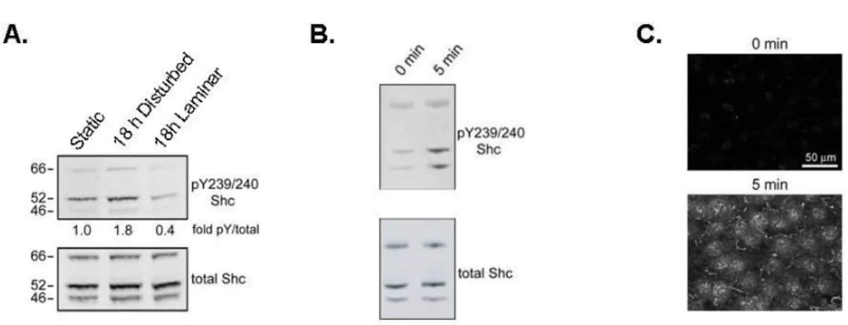 Figure 3.1: Shc is activated by shear stress 