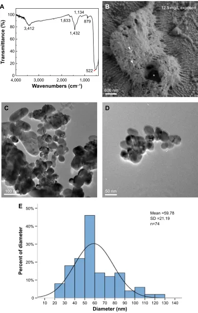Figure 1 Dispersion and characterization of CuO NPs.Notes: (A) Fourier transform infrared spectra of cuO NPs