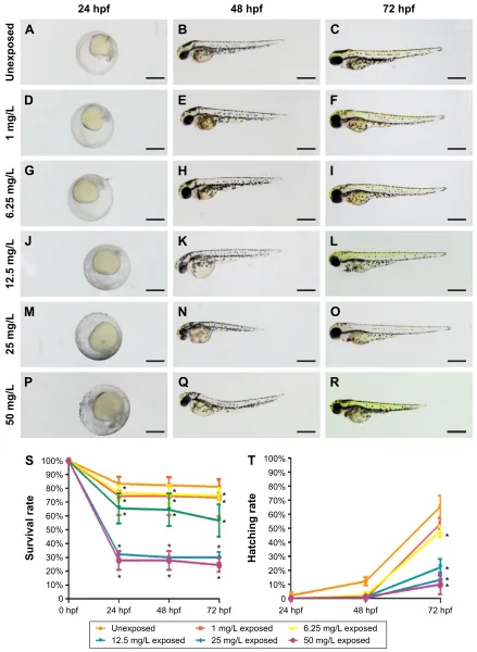 Figure 2 Phenotypes, survival rate, and hatching rate of embryos following aqueous exposure to copper oxide nanoparticles.Notes: (A–R) Phenotypes of embryos from 24 to 72 hpf in the unexposed group (A–C) and copper oxide nanoparticle-exposed groups at conc