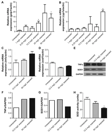 Figure 3 expression of gstp1, cyp1a, tnfα, and sod1 mRNA, TNFα and SOD1 protein and measurement of SOD activity.Notes: (A and B) expression of gstp1 and cyp1a mRNA in unexposed groups and copper oxide nanoparticle-exposed groups at concentrations of 1, 6.2