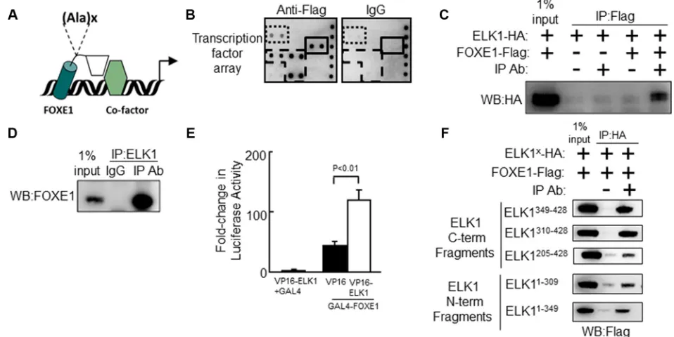 Figure 1: The Forkhead factor FOXE1 physically interacts with the ETS-factor ELK1. (A) Schematic of FOXE1 binding to target gene and interacting with a transcriptional co-factor