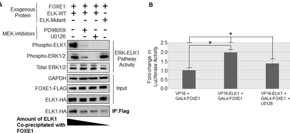 Figure 4B, the interaction between Gal4-FOXE1 and VP16-
