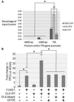 Figure 5: FOXE1 and ELK1 interact with the TPO gene promoter. (A) Detection of FOXE1 and ELK1 binding at the TPO gene promoter by ChIP. Sheared formaldehyde-fixed chromatin was isolated from thyroid tissue and then immunoprecipitated with monoclonal antibo