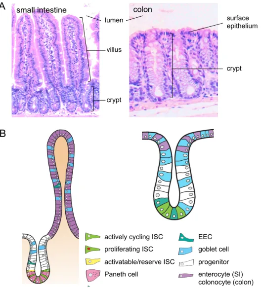 Figure 1.2: Structure and cell types of the small intestinal and colonic epithelium.  