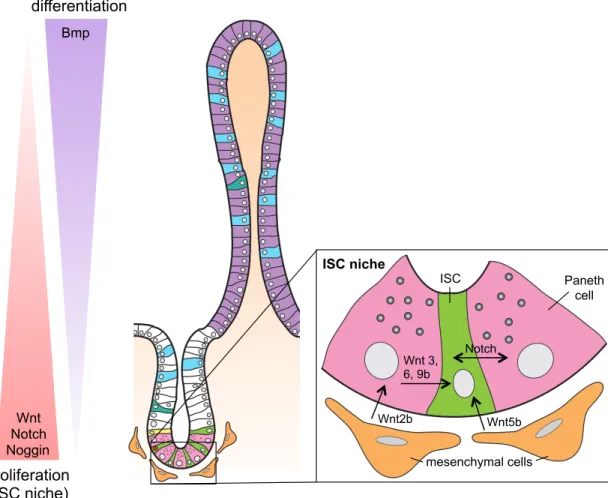 Figure 1.3: Signaling pathways present along crypt/villus axis control ISC maintenance, proliferation and  differentiation