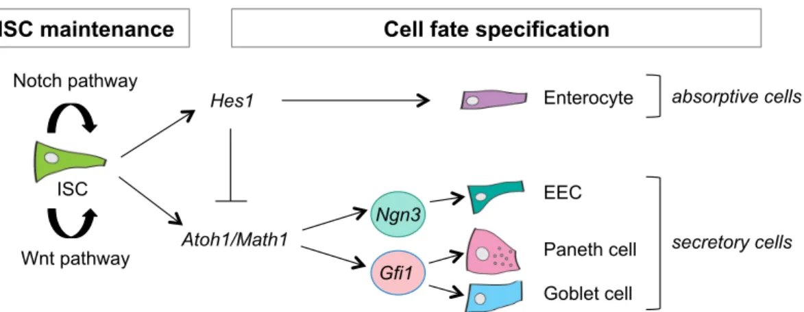 Figure 1.4: Wnt and Notch pathways control ISC maintenance and cell fate specification