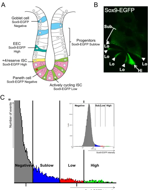 Figure 1.8: Sox9-EGFP reporter gene expression marks different intestinal epithelial cell populations