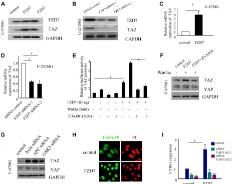 Figure 4: FZD7 activates YAP/TAZ in glioma cells. (A, C) FZD7 upregulates the expression of TAZ protein (A) and mRNA (C) in U-87MG cells