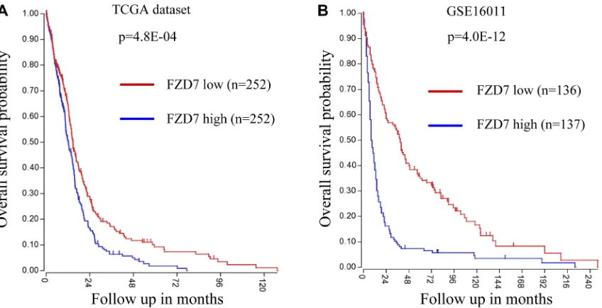 Figure 5: FZD7 promotes glioma cell proliferation through TAZ. (performed in triplicate; bars, s.e.m.; showed that silencing of TAZ reduced the expression of FZD7 regulated genes such as advantage conferred by FZD7 in U-87MG cells as determined by both MTT
