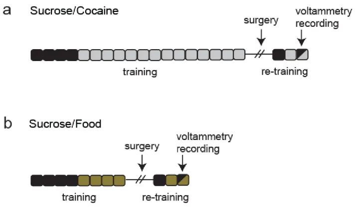 Figure 2.1. Experimental timeline. (a) Timeline for the sucrose/cocaine multiple schedule