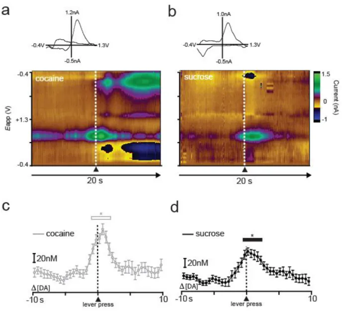 Figure  2.2.  Example  of  dopamine  release  for  one  animal  during  performance  of  the  sucrose/cocaine  multiple  schedule