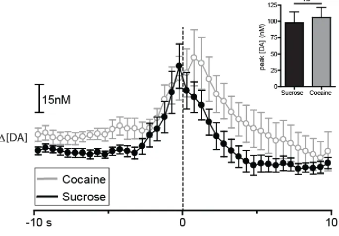 Figure  2.3.  Sucrose  and  cocaine  self-administration  evoke  rapid  DA  release  in  the  NAc  core