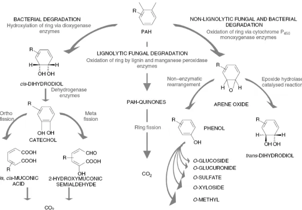Figure 2.1 Microbial aerobic metabolism of PAHs (from reference (Bamforth and Singleton 2005))