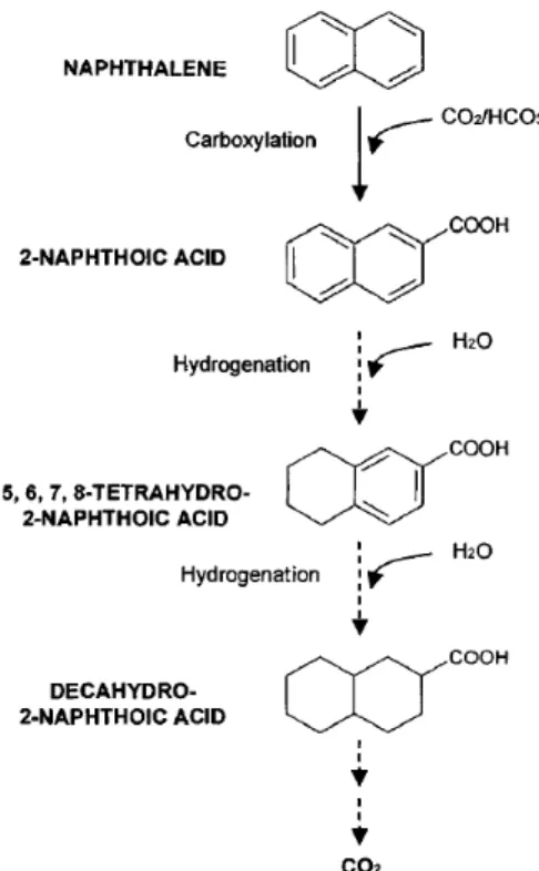 Figure  2.2  Proposed  pathway  for  anaerobic  metabolism  of  naphthalene  under  sulfate-reducing  conditions (from reference (Bamforth and Singleton 2005))