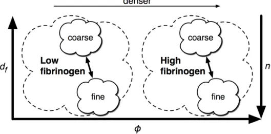Figure 2.1: Clots at a given fibrinogen concentration have a range of phenotypes, from “fine” to “coarse,” depending on the polymerization conditions