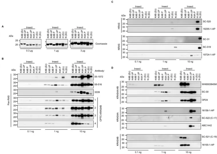 Fig. 1. Selectivity of RAS antibody detection of purified RAS proteins
