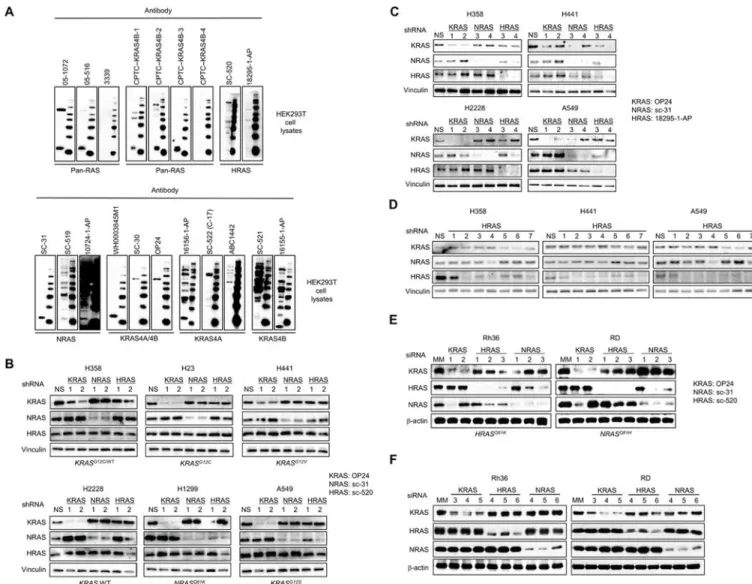 Fig. 3. RAS antibodies detect both endogenous RAS and nonspecific background bands in  human cell lysates
