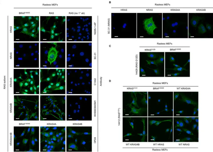 Fig. 5. An immunofluorescence (IF) signal from isoform- or mutation-specific RAS antibodies  does not reliably indicate the presence of the relevant RAS protein