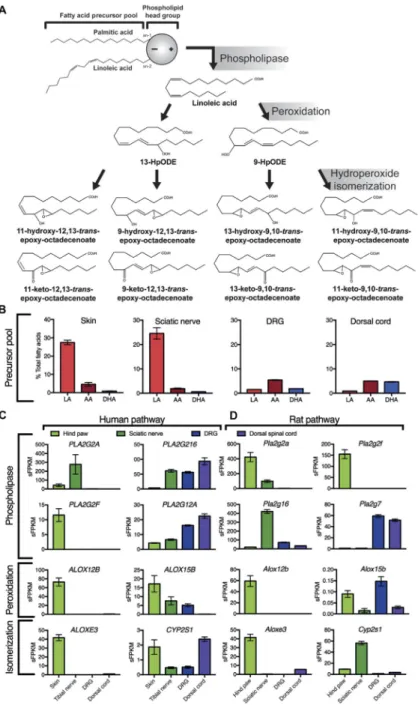 Fig. 1. Proposed molecular pathways: precursor fatty acids and expression of genes coding for  enzymes involved in biosynthesis of mediators in pain circuit tissues