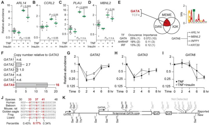 Fig. 4. Multipronged bioinformatics of TNF-insulin crosstalk suggests posttranslational  regulation from GSK3 to GATA6