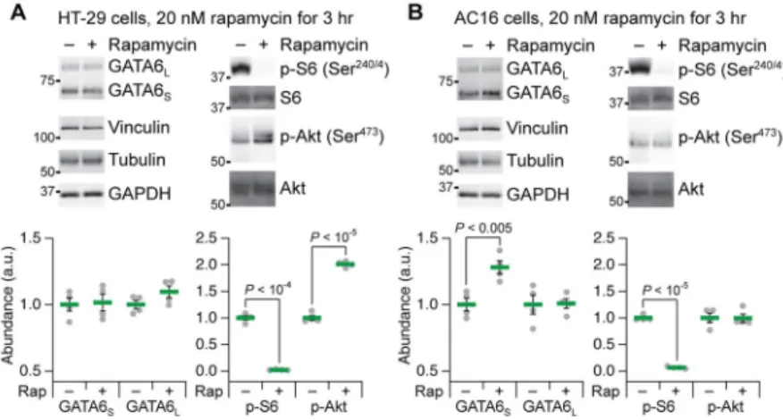 Fig. 5. GATA6 L  abundance is not altered by prolonged rapamycin treatment or feedback  phosphorylation of Akt