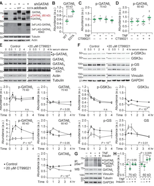 Fig. 7. Phosphorylation and destabilization of endogenous GATA6 L  at 60 kD