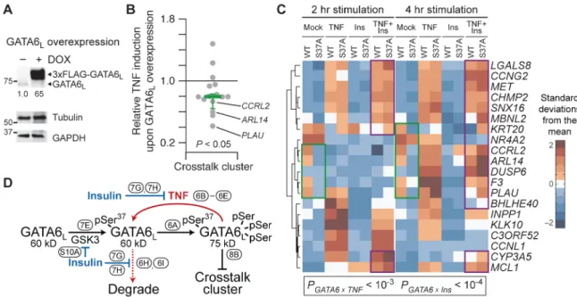 Fig. 8. S37A mutation of GATA6 L  mimics and competes with the repression of transcript  abundance in the TNF-insulin crosstalk cluster