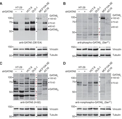 Fig. 9. Diversity of GATA6 L  forms across different cell lineages
