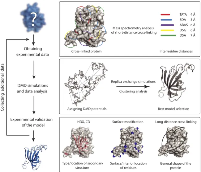 Fig. 1. The workflow schematics for structural proteomics –guided CL-DMD protein structure prediction.