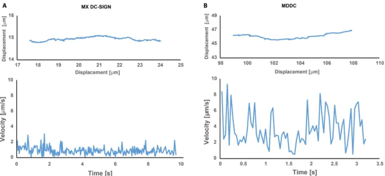 Fig. 2. Instantaneous velocities of representative DC-SIGN trajectories. MX DC-SIGN cells (A) and dendritic cells (B)
