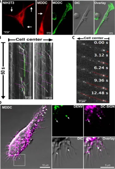 Fig. 5. DC-SIGN motion along projections of MX DC-SIGN cells and movement of DENV along projection in MDDC