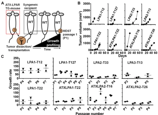 Fig. 1. Growth rate and across-passage stability of the MDST models. (A) Schematic of the procedure for the establishment of MDSTs