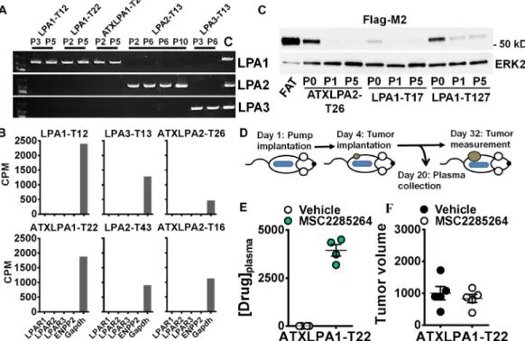 Fig. 2. Expression of LPA and ATX transgenes in the MDST models. (A) Polymerase chain reaction (PCR) amplification of human LPAR1, LPAR2, and LPAR3 trans- genic regions in DNA isolated at different passages from distinct MDSTs