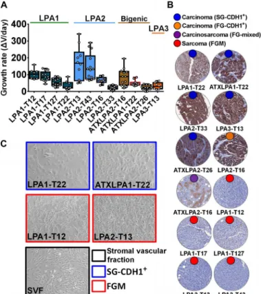 Fig. 3. Intertumor phenotypic heterogeneity of the MDST models. (A) Box plots of MDST growth rates
