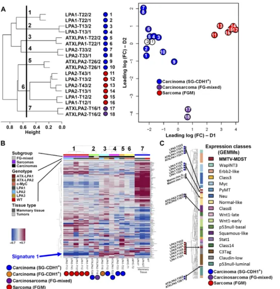 Fig. 4. Molecular profiling of MDSTs and comparison with GEMMs. (A) Hierarchical clustering of transcriptomic data from six carcinomas and three sarcomas (n = 2 samples collected from each MDST at different transplant generations)
