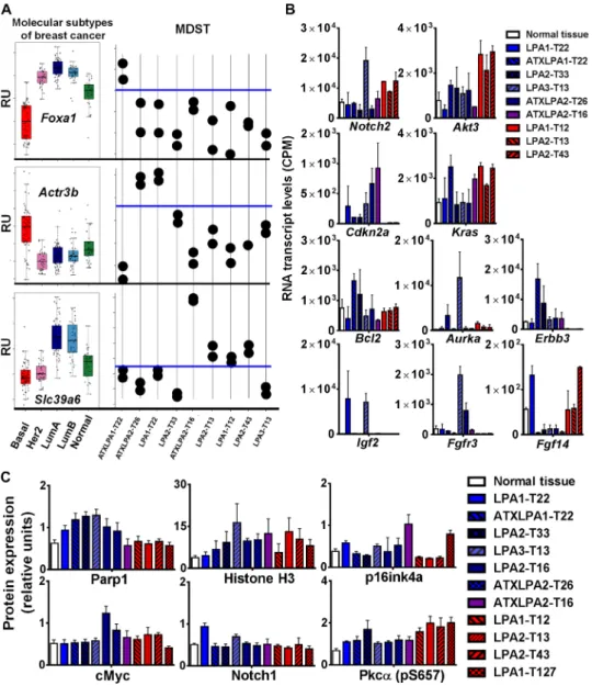 Fig. 5. Identification of molecular targets with direct relevance to human breast cancer therapy