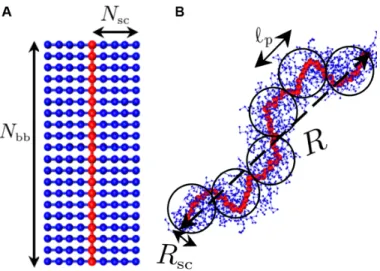 Fig. 1. Molecular architecture and conformation of a bottlebrush polymer.