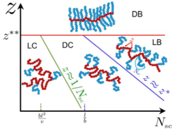 Fig. 2. Diagram of states of combs and bottlebrush molecules. Molecular con- con-formations are determined by the degree of polymerization N sc of side chains (blue circles) and the number z of side chains per backbone monomer (red circles)