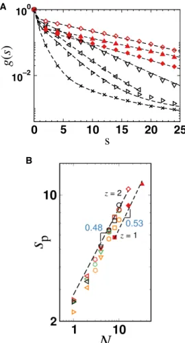 Fig. 6. Persistence segment of a bottlebrush in a melt. (A) Decay of backbone bond orientational correlations g(s) as a function of the number of monomers s  be-tween two bonds for bottlebrushes with various degrees of polymerization N sc of side chains an