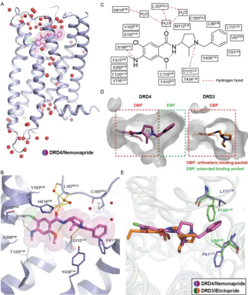 Fig. 1. Human D4 –nemonapride complex